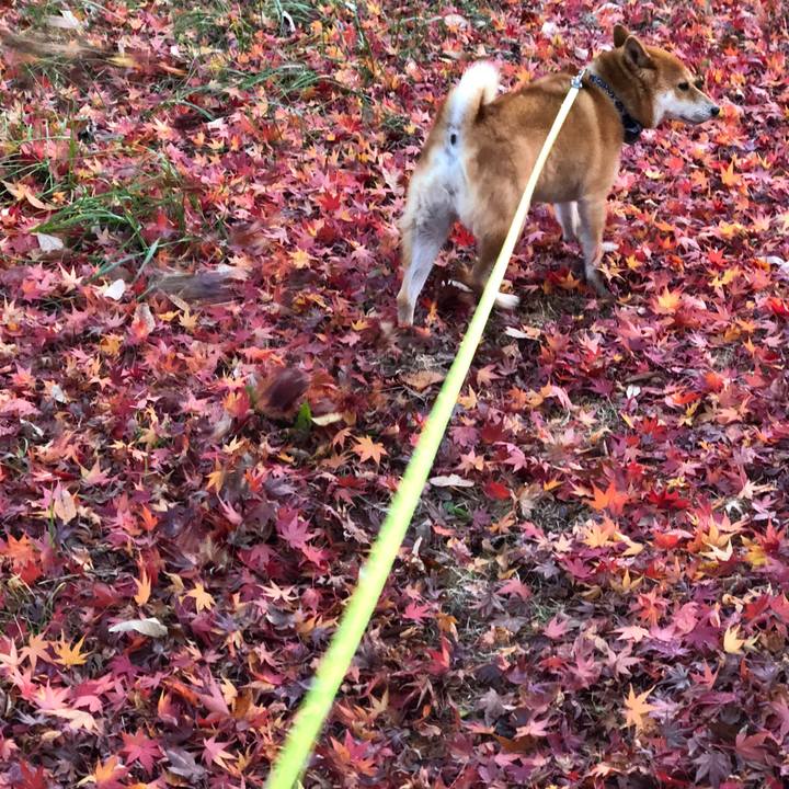 F68a77b7 e101 4ff4 827c 667ef82d64d7 1544174745440