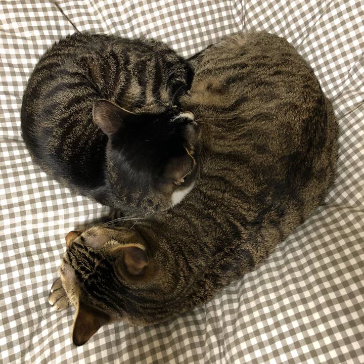 F68b08de 88d1 4b8f a8cc 5df9dfceded3 1516360253843