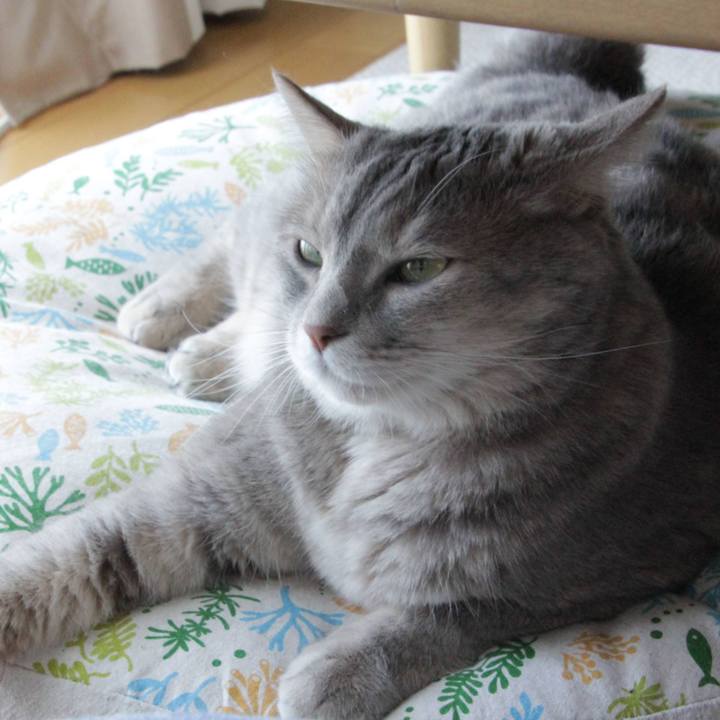 F68b4a0b 112b 419b 952f 78022ff2eae4 1596938033317