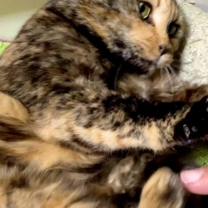 F68c4918 54b9 43d2 a61e 5f61281af15e 1736277281525