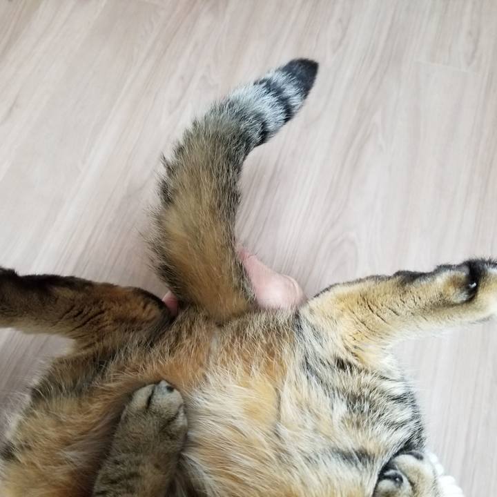 F68d0736 3107 4946 bbc9 2016501305fc 1606513375909