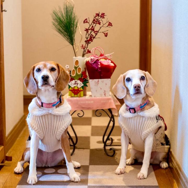 F68e6d5d 8356 49f2 90fc 5d92b7fd4e0f 1767269707823