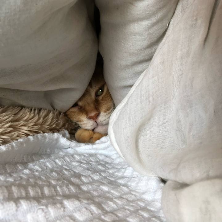 F68ffa6a f69f 4b06 84d6 e014e2d4ef48 1632867924594