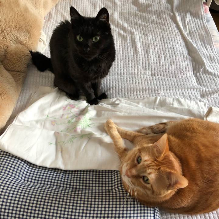 F695fdd4 1ac3 428b 8eb8 a7d9404b0d1c 1574461432306