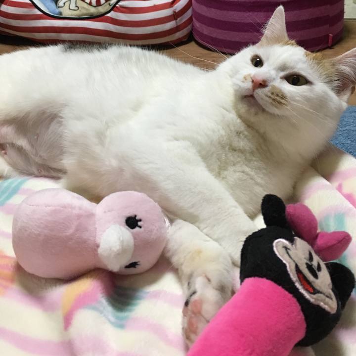 F697f0ca 2a3d 4384 ba9c 9994091f39cd 1552226473822