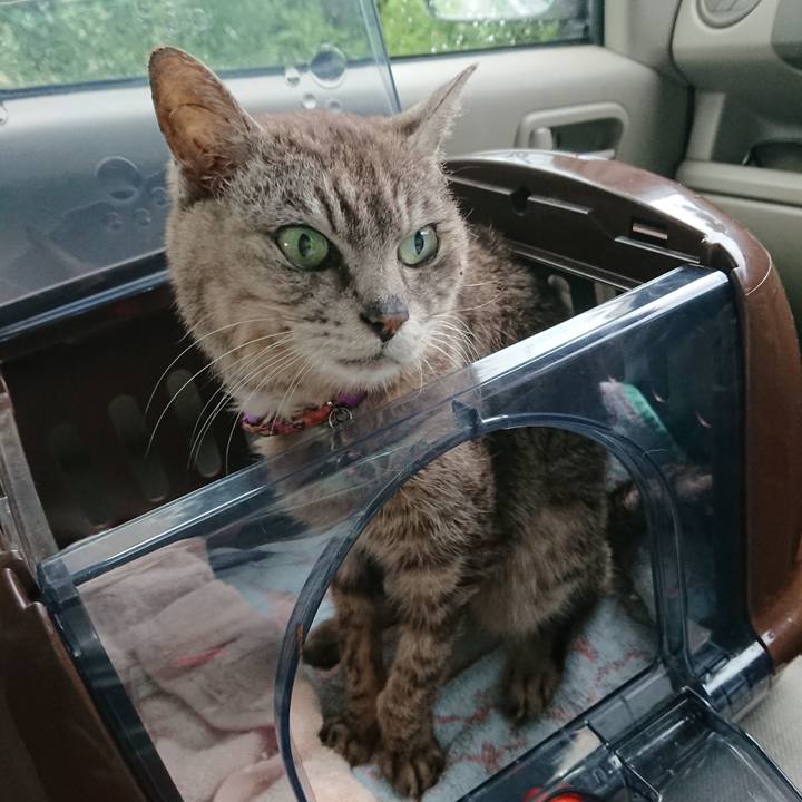 F69b0152 7085 4b1f 9d58 174cecadefc1 1596870890226