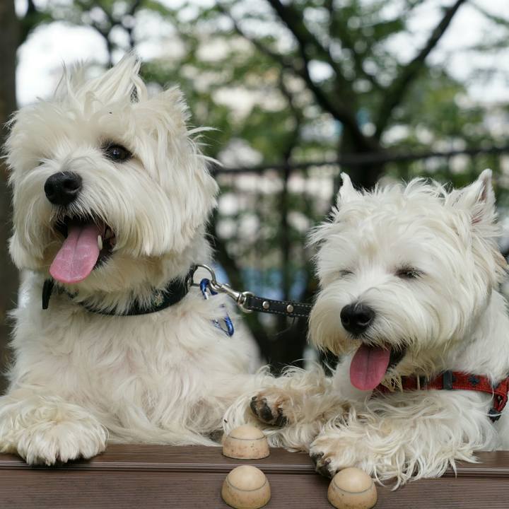 F69e7156 0550 4deb a1a3 fd954e192005 1512213418819