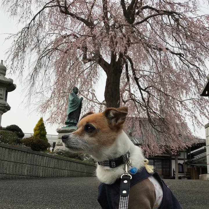 F69e7992 aeac 4d15 8ba5 906c1577a073 1553499351633