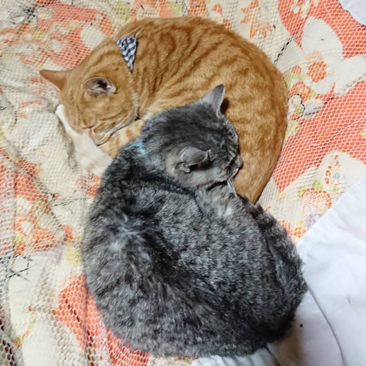 F69fdc86 4b0f 48ef a78c 1d84c93482df 1573561467999