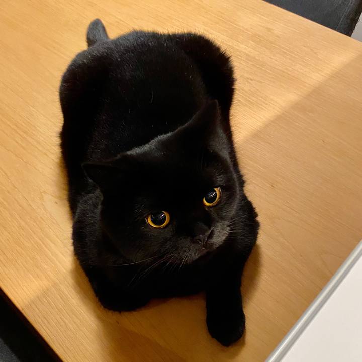 F6a5aad5 4c8a 47ff a689 d49b44c5b5c3 1597491954505