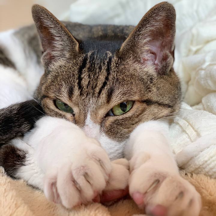 F6a9c7aa b1e2 4872 ab46 fb1cd3c77806 1588556257588