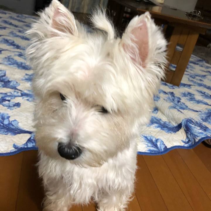 F6aa6de9 66d4 4baf bb17 7610f97189b8 1540206589978