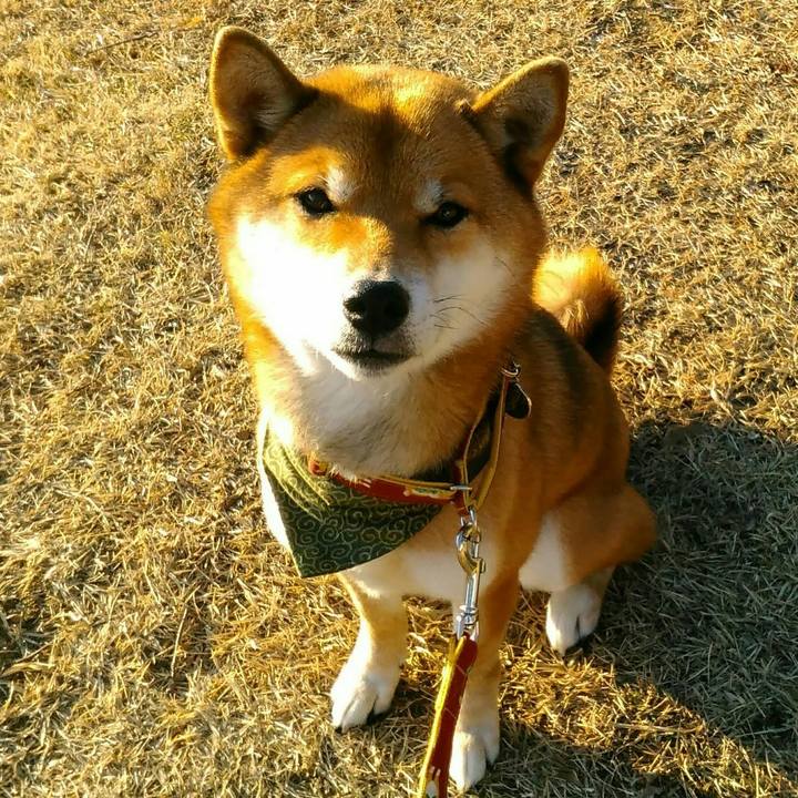 F6b1fde6 d559 4fd2 86cb 3f4b59f0790e 1514624366531