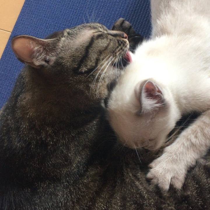 F6b9030f 0c90 4ed2 9058 5dc494b5c7d3 1535585946466