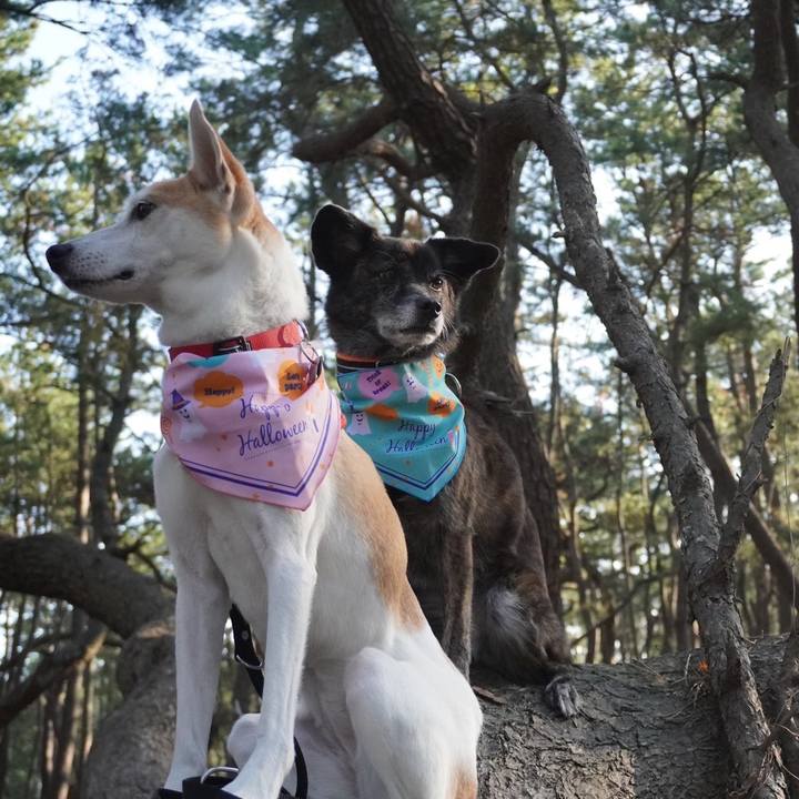 F6bad76e 852a 467a 8dff 6babce1eb76b 1604154490213