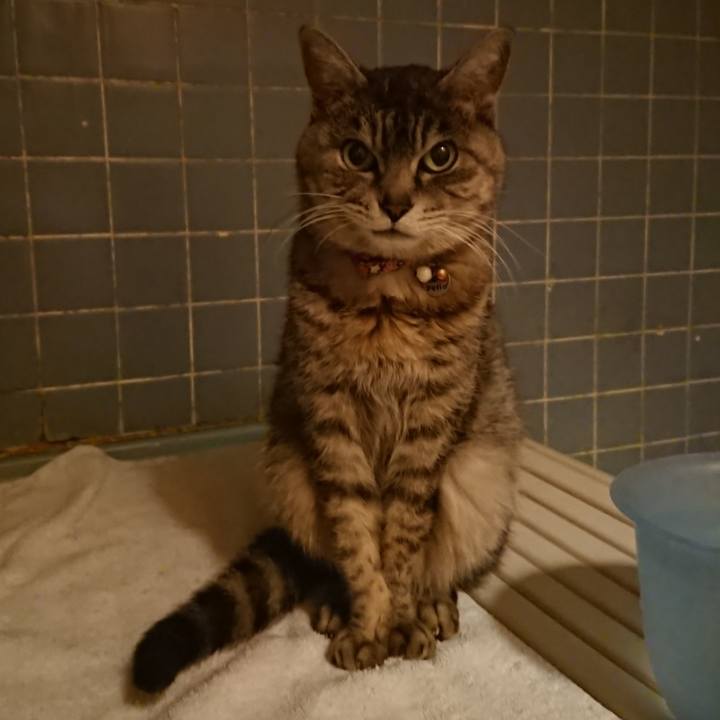 F6bb5f4a 90ba 443a 82ef eb3dcece6619 1585561603419