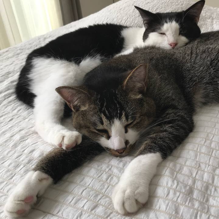 F6bbb942 70d9 40e1 8a3b abda621272c6 1562732012034