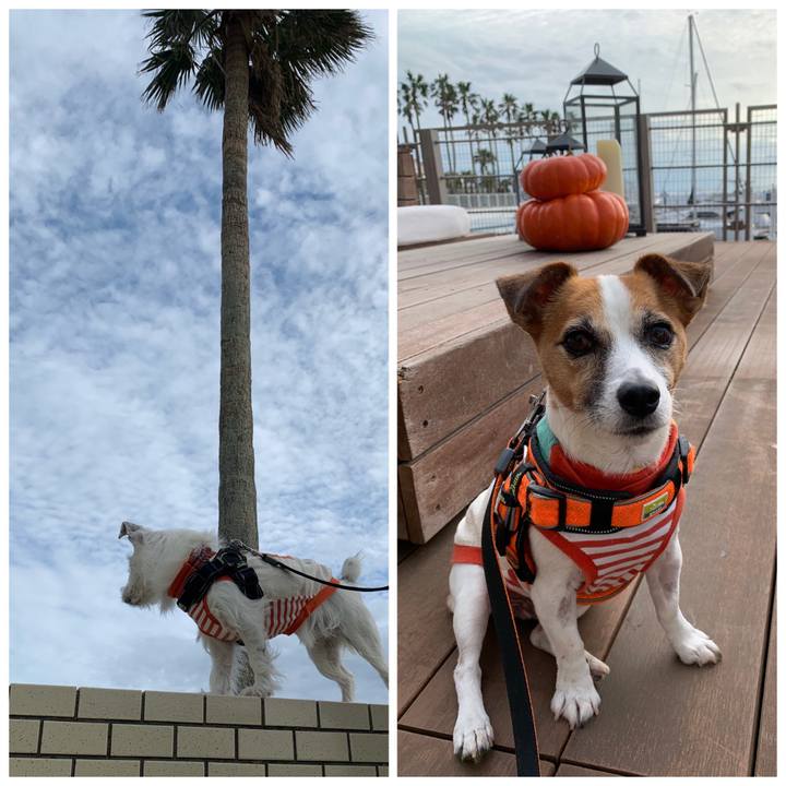 F6c0de34 c81b 40d3 bd1a 1c14bb5aa95a 1571556359170