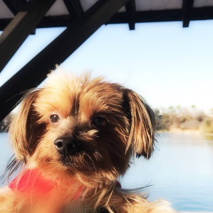 F6c208a4 0a92 45ea a11f 5d618bbdbf72 1513242854165