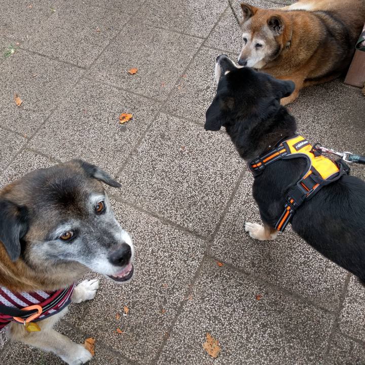 F6c35e88 d9cf 43d6 912e 832865337be6 1532562029471