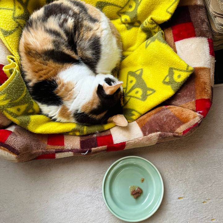 F6c76561 6e60 4df5 89a5 30a8fef10231 1680745504305