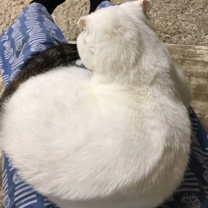 F6c85a44 e803 417a 9f45 79b6eed9428f 1511179746047