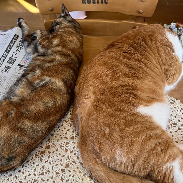 F6cc8b5d 55ed 4618 a7de 04dde566c6fa 1689133733928