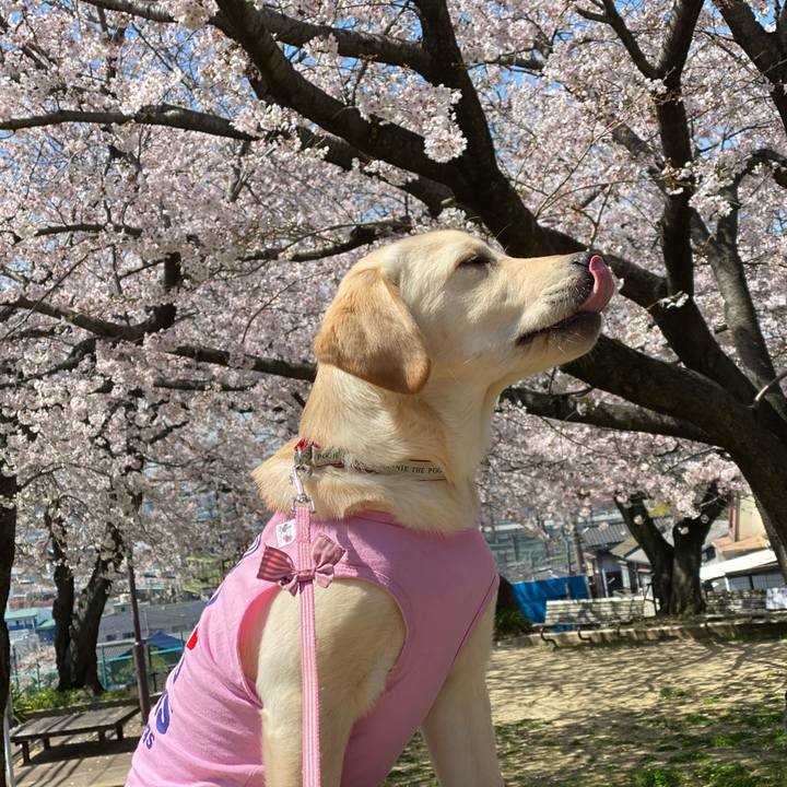 F6cea8e5 c778 4f17 88dd c1550576f72c 1616830372344