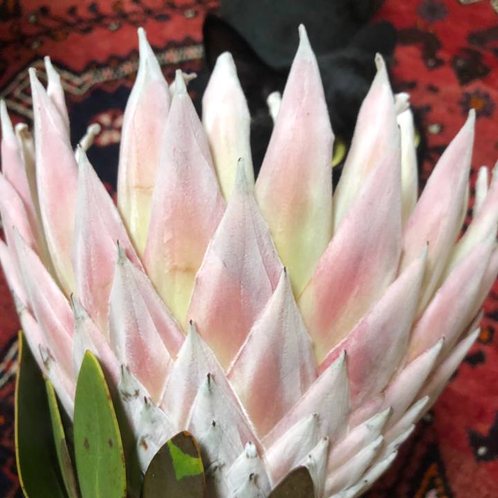 F6cf5518 2f25 4a28 b365 6731807a9082 1570537423938