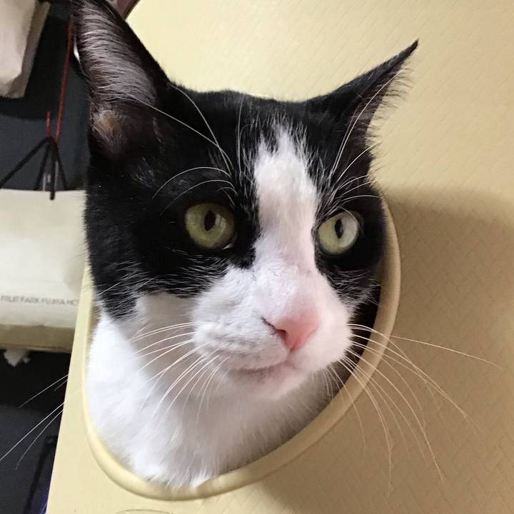 F6d3e852 3cc0 41bf a8a2 57e4750dad70 1761729154111