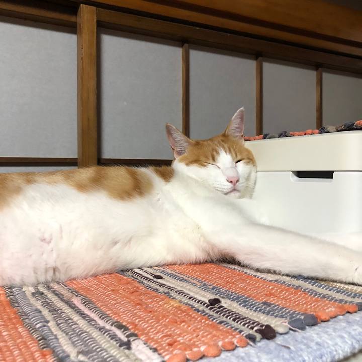 F6d4463c bb49 48a5 b502 e09caac46695 1541672071610