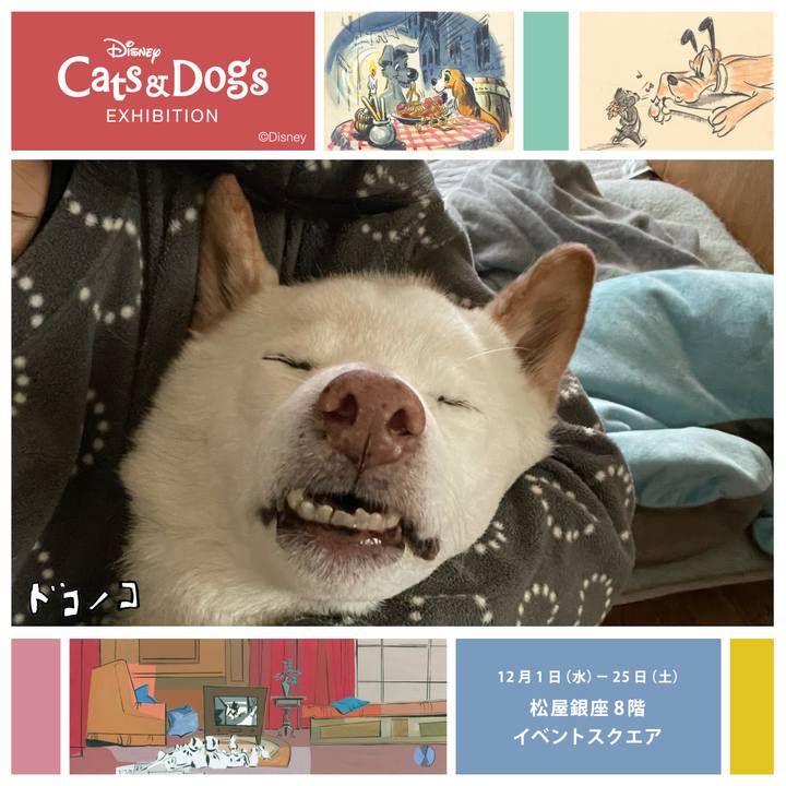 F6d6abe6 f792 4e7a a1bf bedd7bb03d88 1638777524668