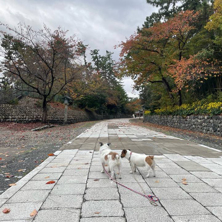 F6d73b92 e68f 42d4 a49e 418bca463362 1731884285773