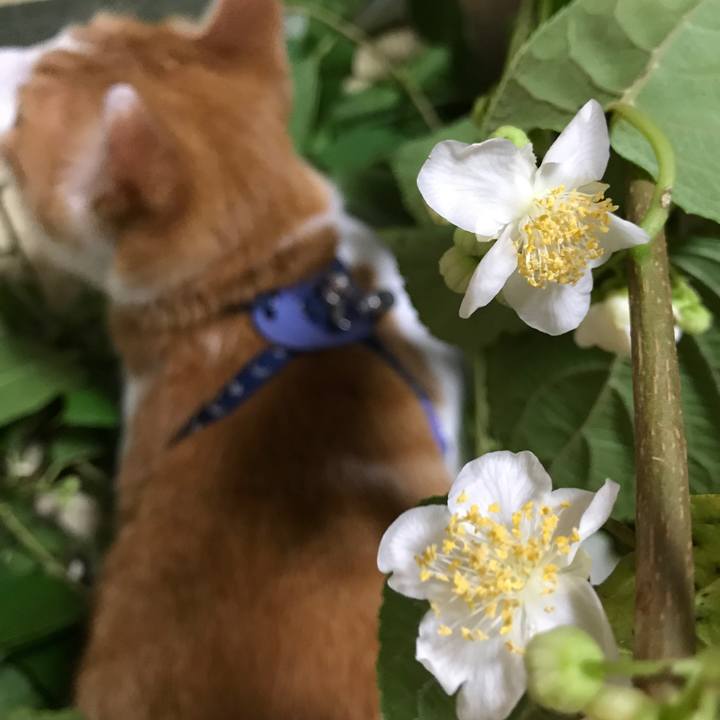 F6dc3552 0c30 4815 a92d 129cb6878102 1529227377043