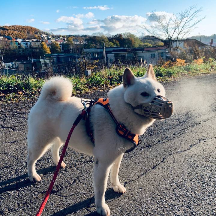 F6dd2b35 e6d0 400a 8ba5 8bdd6c1c5fa8 1636154220917