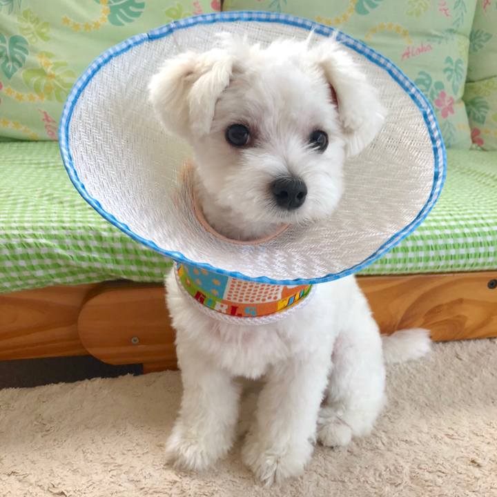 F6dd6051 055e 411c a9ad a55e263fd9b7 1533901202064