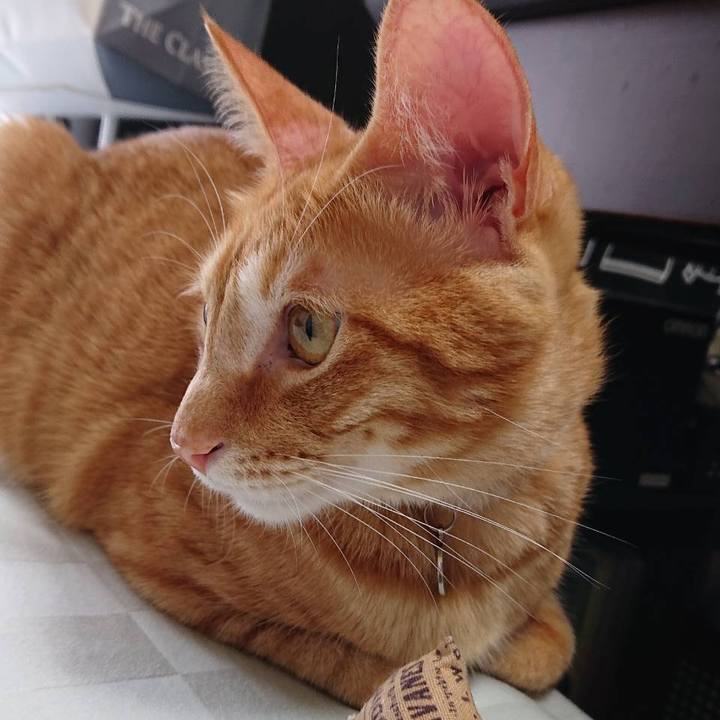 F6e03919 aecd 4d1a b00f 9dc6712c92d1 1575192113932