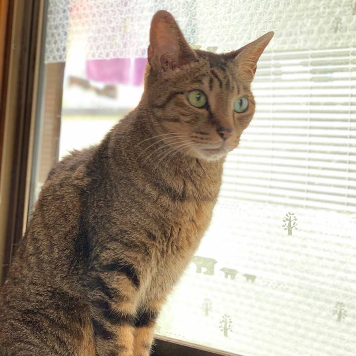 F6e4be5a d717 4ade ae7c 733e4102de32 1591578874890