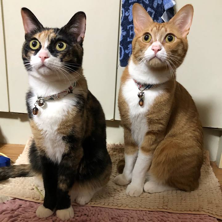 F6e62701 30ed 4f9e 9a2d bd7ca5f5a3bb 1588954788534