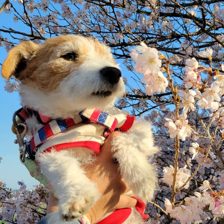 F6ea64ba 4215 4134 a7e7 1f0b96d6a06b 1742637672449