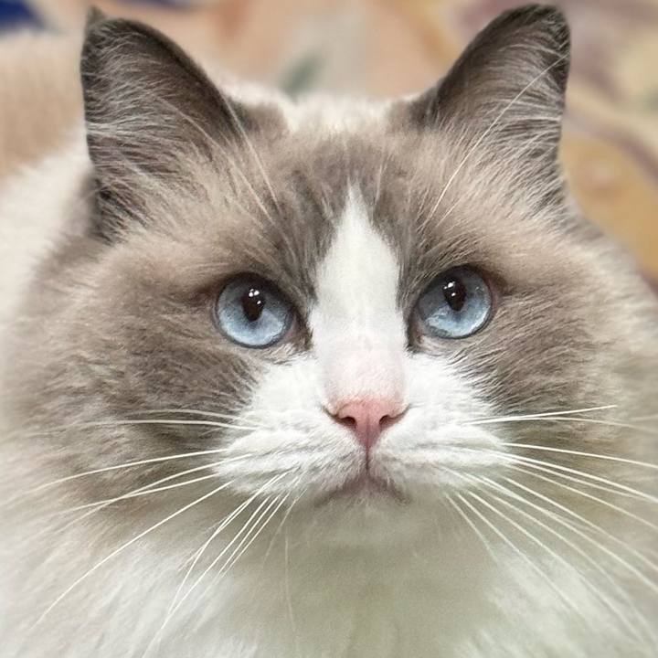 F6ea6568 bc1e 48ec ae3e 1d686310b3c5 1732279766080