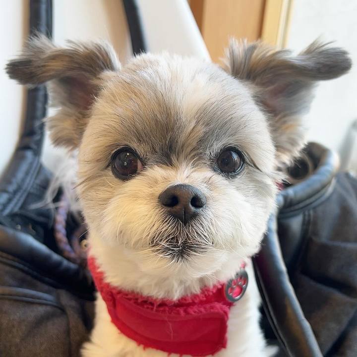 F6f0c009 3410 4454 972a 0a207c6a3fba 1739951421202