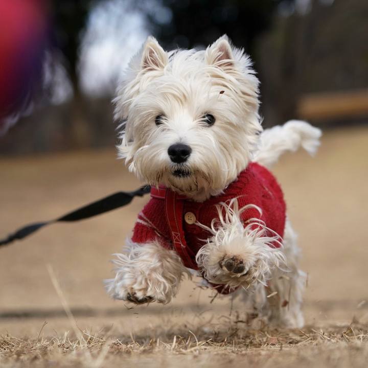 F6f0c52d fd5d 441c bff0 2121c22c7fda 1518781444523