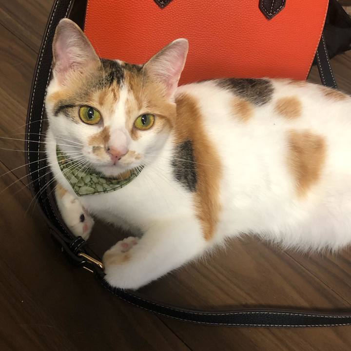 F6f215e3 db19 4751 8d0d beef03234b86 1595979007985