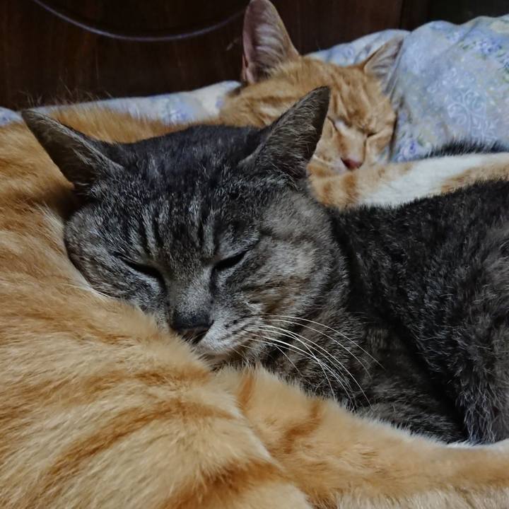 F6f38579 df66 432b a6fb a5cd7da974de 1588767856956