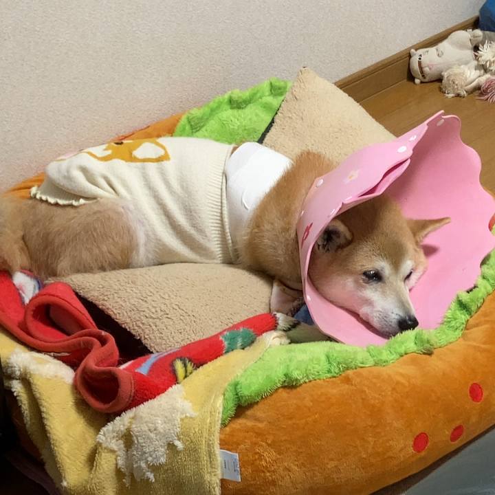 F6f8eac8 8a8e 4f49 8ad0 48b37f64c971 1637489429400