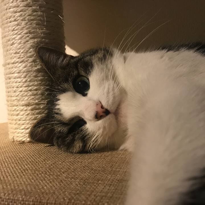 F6f90ae6 af90 4aa4 b431 41e83e4d12f0 1511446153554