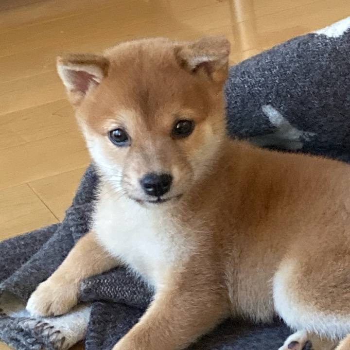 F7030491 2c4e 442b a6ba 9429fee90ae9 1638278112092