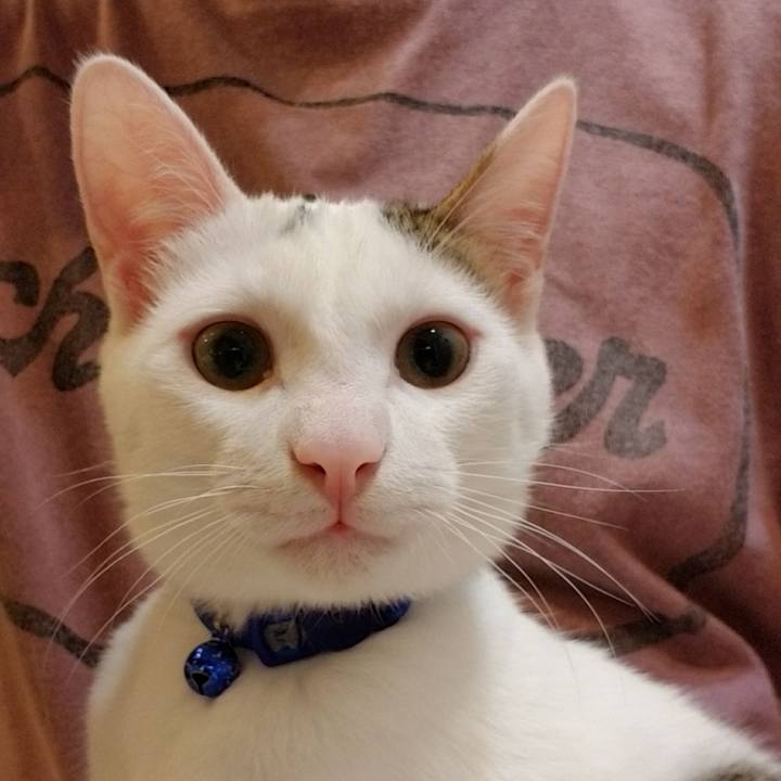 F70b62cf cd06 4d7b ab81 1eed06d92e0f 1513420371561