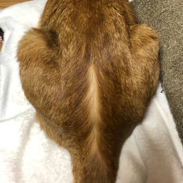 F714c86b a045 4f54 8d96 06097c4e4658 1607533486999